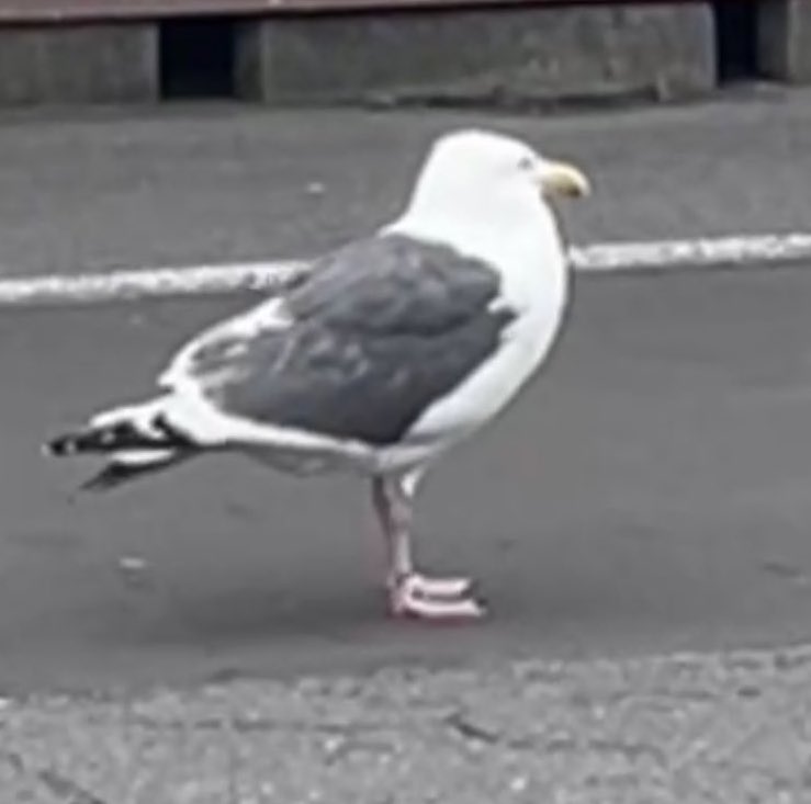 最近浮上できてないのでデブカモメ置きます
