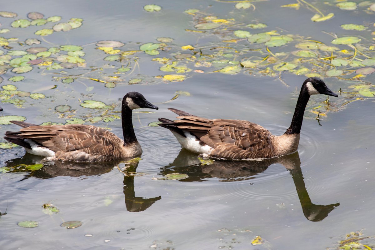 RTJ Golf Trail (@rtjgolf) on Twitter photo Anticipate spectators when you play Alabama's RTJ Golf Trail. 👀
🐢 🦢 → Capitol Hill in <a href="/PrattvilleALgov/">Prattville Alabama</a> Anticipate spectators when you play Alabama's RTJ Golf Trail. 👀
🐢 🦢 → Capitol Hill in <a href="/PrattvilleALgov/">Prattville Alabama</a>