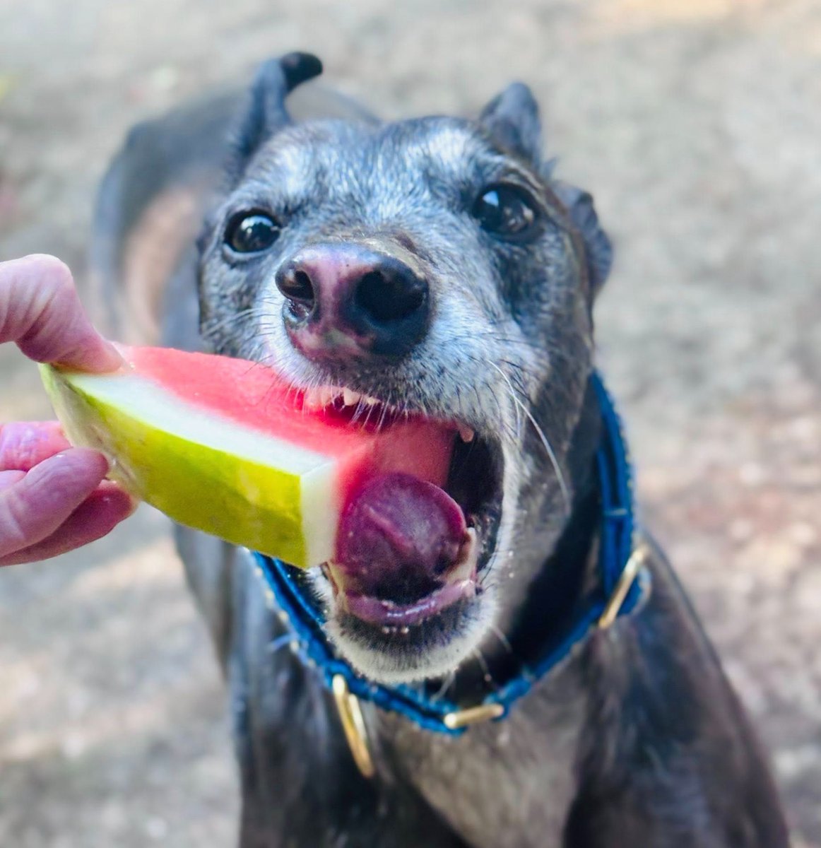 The next time you’re at Tom Thumb, link your reward card to GALT’s account number 9805 to help the hounds! Tom Thumb will pay us a percentage of your account total, so be sure to use your card every time you shop. #Greyhounds #TomThumb