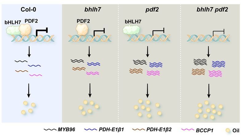 sci_plant's tweet image. A bHLH7–PDF2 module mediates transcriptional regulation to repress seed oil accumulation in Arabidopsis thaliana
cell.com/plant-communic…
♻️
