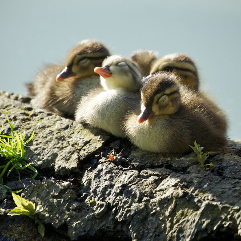Wood Ducks are the only North American duck that regularly produces two broods in one breeding season. Ducklings hatch and jump out of the nest within about 24 hours, and then follow the hen around for around 50-70 days while they grow to adult-size. 

📷: Tamra Tiemeyer