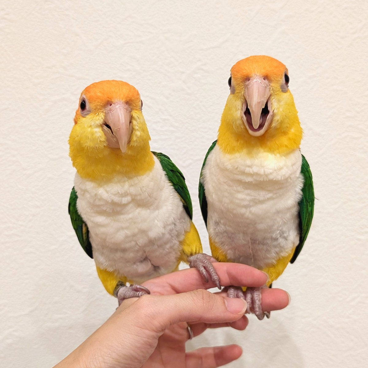 0shiriman's tweet image. 【🌟 #新宿ことり博 終了🌟】
無事に自宅に着きました〜🏠🐥✨
グッズのお迎え&会いに来てくださったお客さま
新宿小田急の催事担当スタッフのみなさま
主催者さま、ともに出店した作家のみなさま
ありがとうございました🕊🩷
またクリスマス頃にお会いしましょーうっ!!
