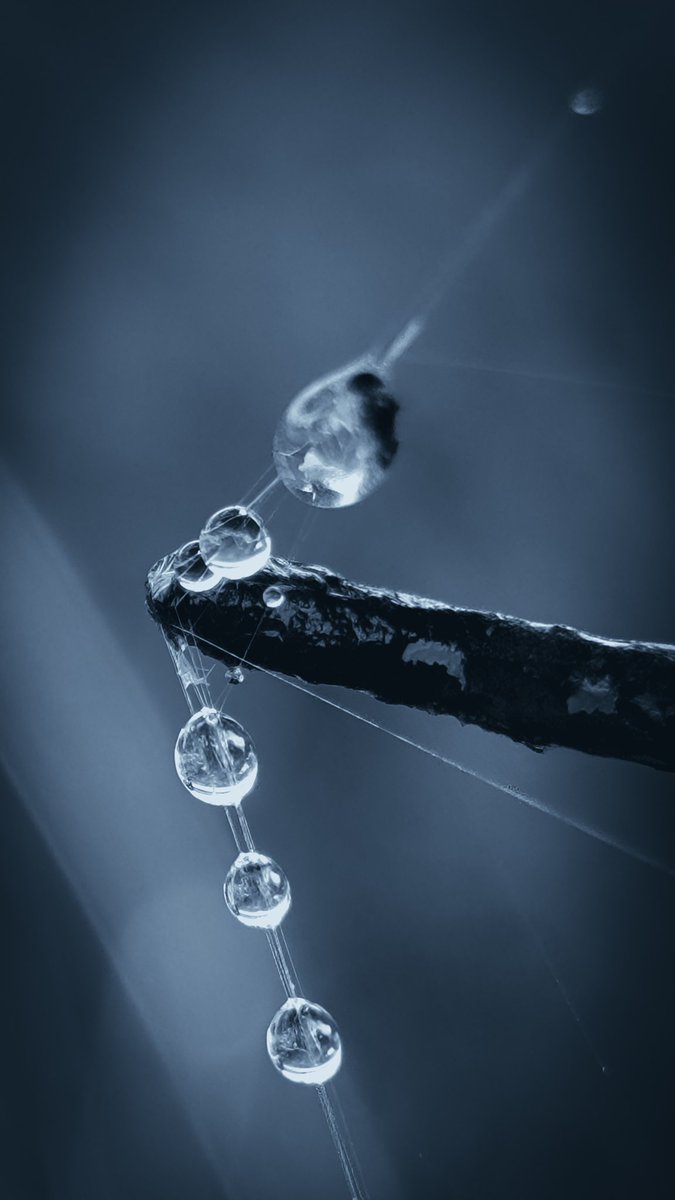 psychoticstate's tweet image. 🖤🖤🖤🖤 
#macro #nature #photography