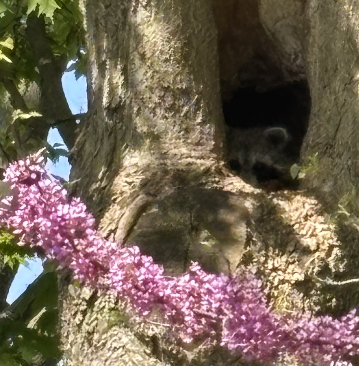 Today is World Nature Conservation Day, and we've got a great shot of  our boy Randy the Racoon to share! 

#LdnOnt #ConservationDay #Museums