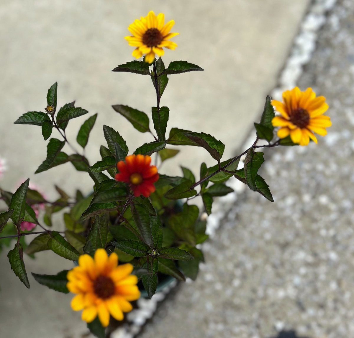ss_iad's tweet image. おやすみなさい💤
明日も宜しくお願いします。
🏠のお花💐🌼💐
ラベルをなくし、名前は分かりませんが暑い日が続いていても咲き続けております。
#ブルバ100