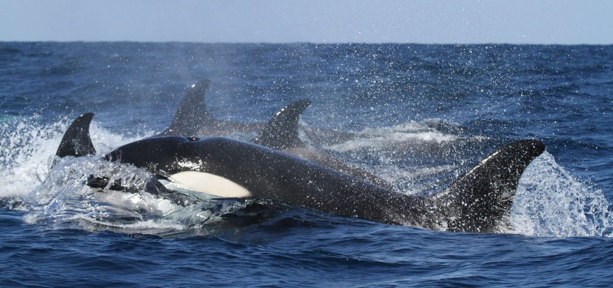 CagesFree's tweet image. Their population is in decline because of #lack of #food. #Chinooksalmon make up 80% of the #orcas’ diet.
#BreachTheDams
damsense.org/southern-resid…