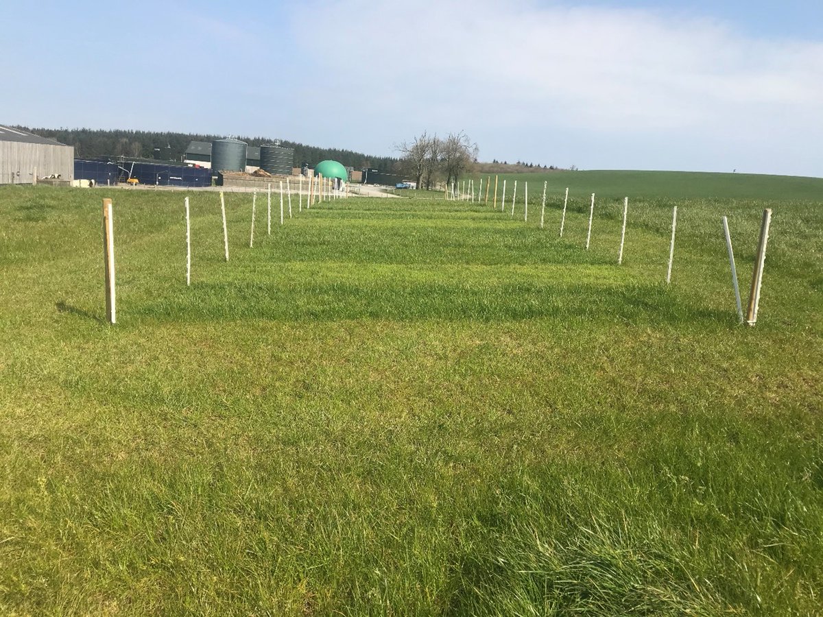 AFBI Hillsborough (@afbi_hills) on Twitter photo AFBI's <a href="/GrassCheck/">GrassCheckNI</a> field trial started in 2000 and is now one of the longest-running simulated grazing experiments in UK & Ireland. Rain or shine, we cut grass every Monday and put it into the oven to accurately measure the dry matter content. #AFBIResearch AFBI's <a href="/GrassCheck/">GrassCheckNI</a> field trial started in 2000 and is now one of the longest-running simulated grazing experiments in UK & Ireland. Rain or shine, we cut grass every Monday and put it into the oven to accurately measure the dry matter content. #AFBIResearch