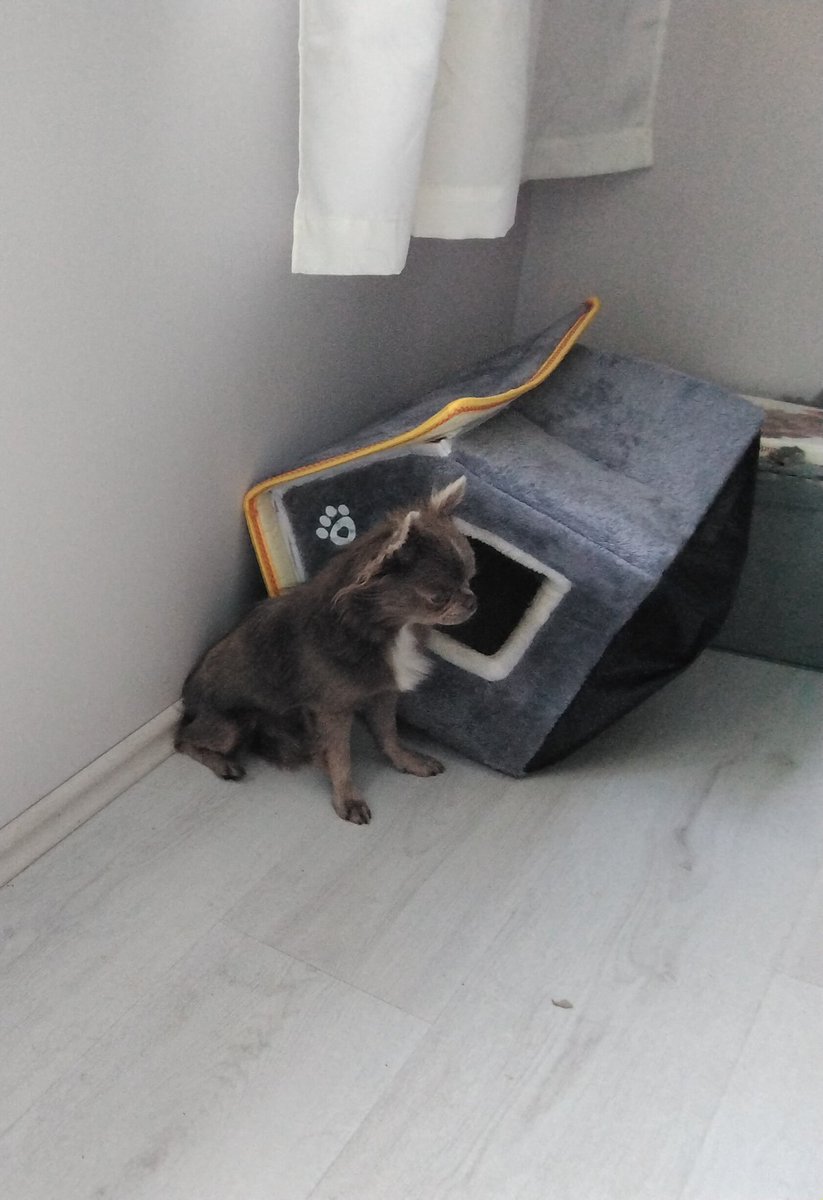 Hätte ich mal lieber nicht so viel getobt. Wo schlaf ich denn jetzt?🤔