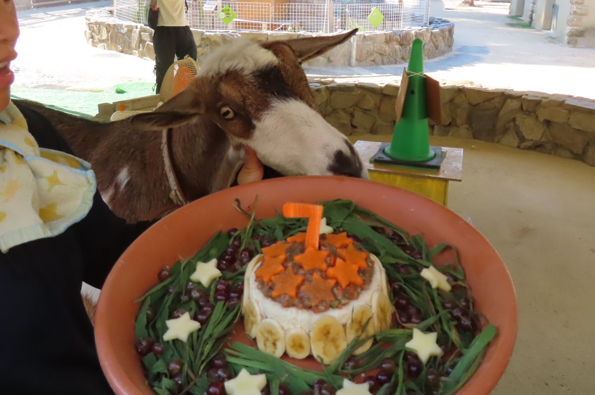 hapibird1's tweet image. 今日のガイドでもがんばってくれたルイくん
7歳のお誕生日でした♪　
大好きなバナナたっぷりの特製ケーキ🎂でお祝い　
ルイくんお誕生日おめでとう🎉　
みんなと仲良く元気で楽しいいちねんになりますように🥰　　
🍌ケーキ🎂美味しかったね😋
#王子動物園 ＃ふれあい広場　＃ヤギ
2025年7月28日撮影