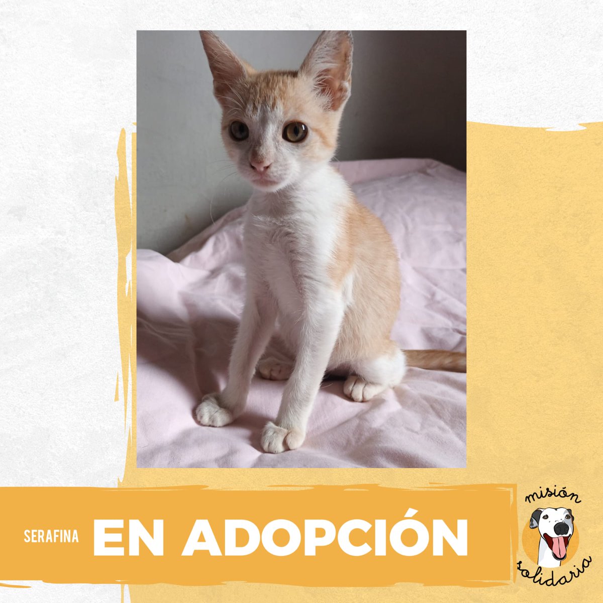 Puchi (@lagarzasosa_) on Twitter photo Serafina Naranjosa tiene 3 meses. Se lleva excelente con gatos, esta desparasitada y lista para llegar a tu vida a darle emocion, travesuras, tu vida es aburrida? adopta un gatitx naranja!! escribime!
ZONAS CABA Y GBA
misionsolidariatwitter@gmail.com
Asunto: Serafina Serafina Naranjosa tiene 3 meses. Se lleva excelente con gatos, esta desparasitada y lista para llegar a tu vida a darle emocion, travesuras, tu vida es aburrida? adopta un gatitx naranja!! escribime!
ZONAS CABA Y GBA
misionsolidariatwitter@gmail.com
Asunto: Serafina