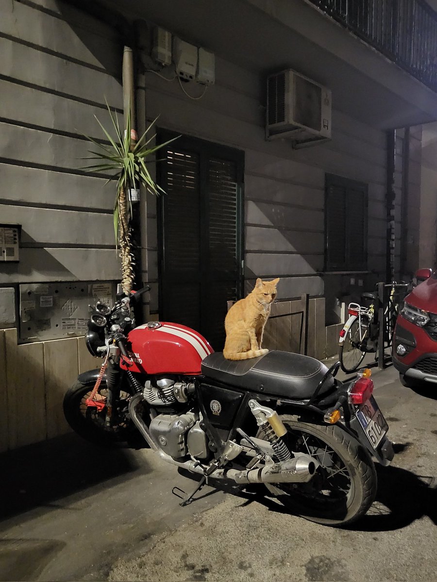 _to_be_'s tweet image. Gatto malmostoso.
