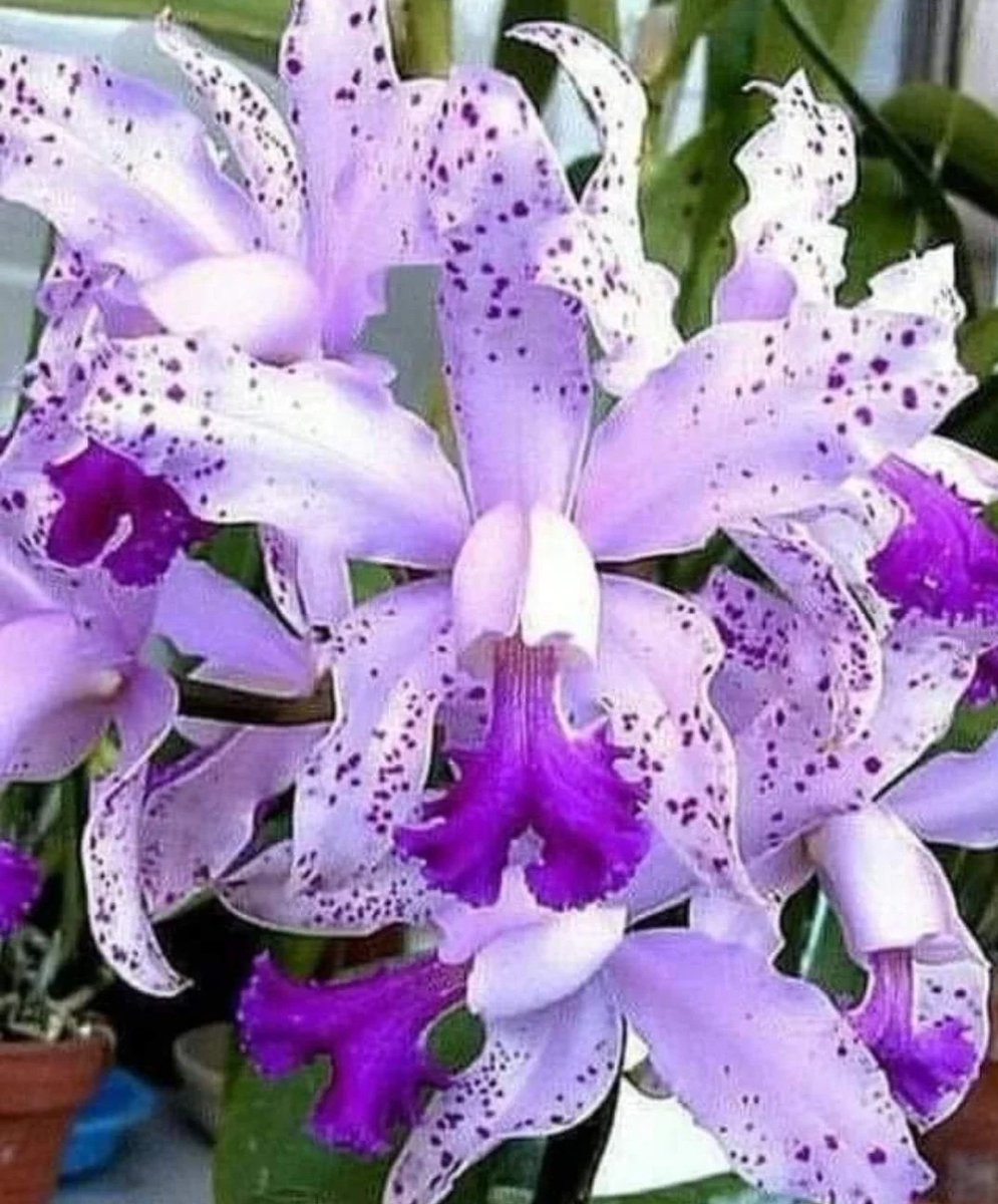 9Wj1vHzJfcir2eZ's tweet image. 皆様🍀火曜日おはようございます☀
昨日もありがとうございました🙇
目覚めに感謝🌿🌿🌿
本日も佳き一日をお過ごし下さい
よろしくお願い致します🙇
💚🤍💚🤍💚🤍👋😇🇯🇵