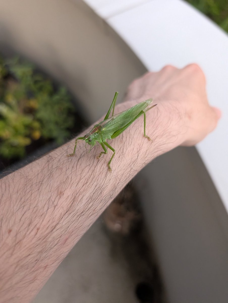 Silou_Atien's tweet image. Found this little buddy on the table, not shy at all 😅