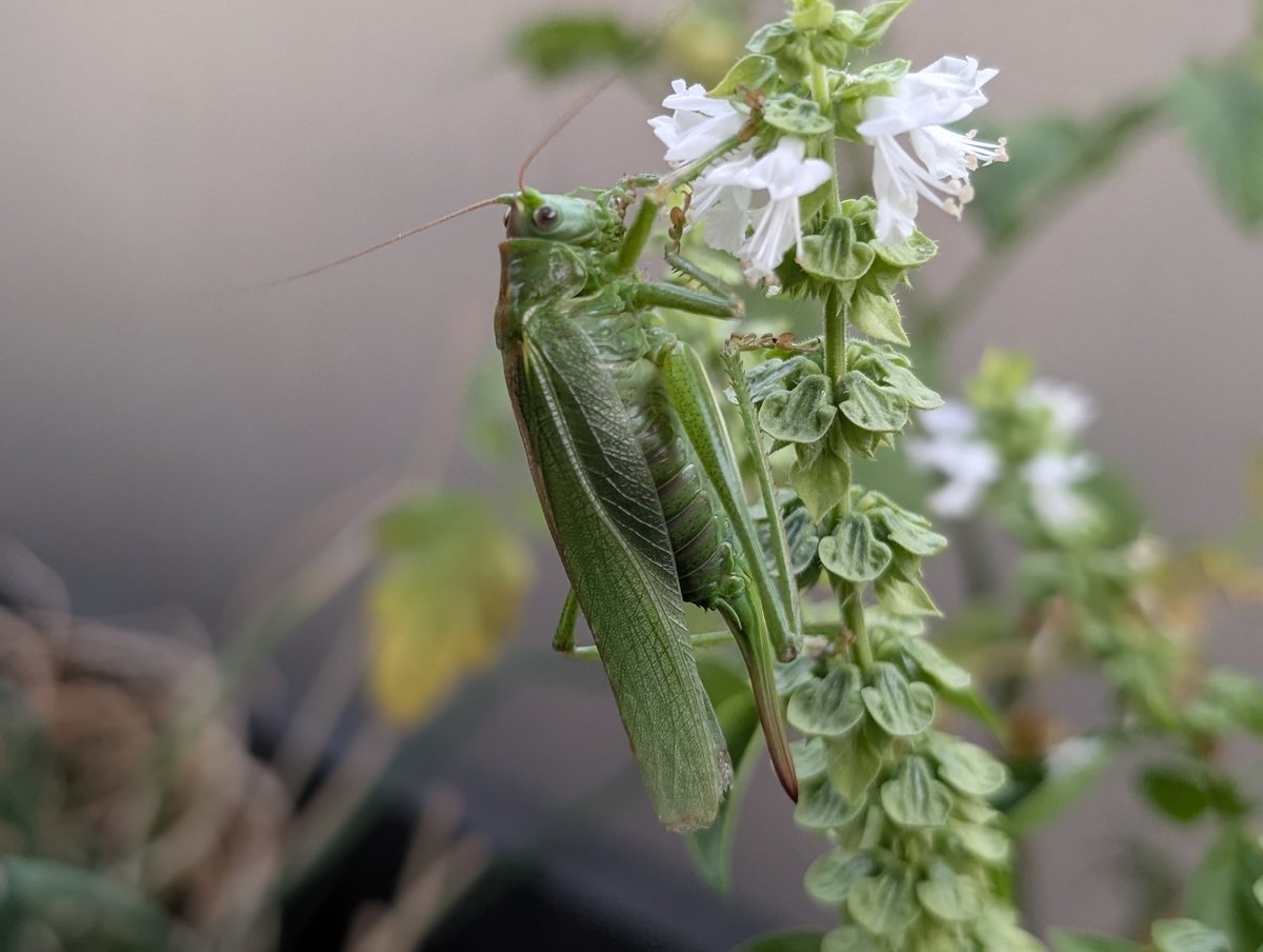 Silou_Atien's tweet image. Found this little buddy on the table, not shy at all 😅