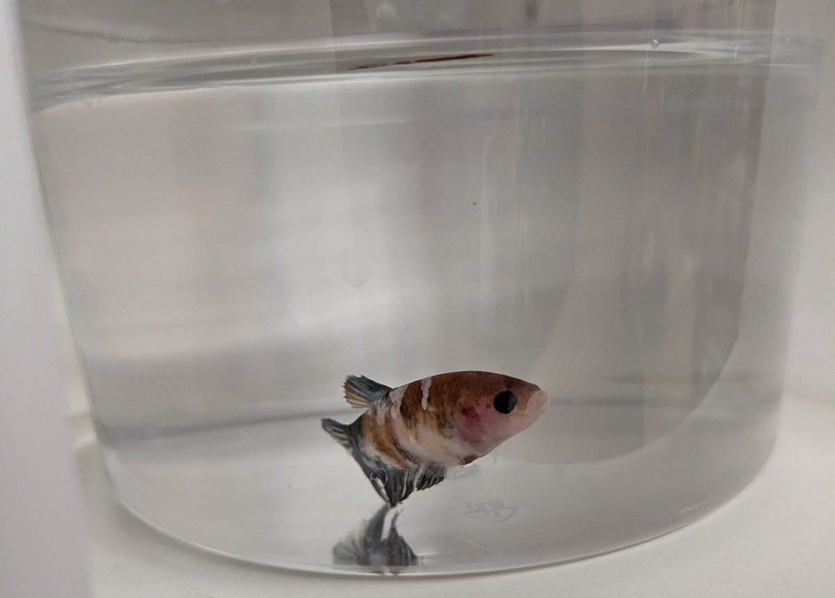 GleamyD's tweet image. Here's the girly's setup 🫧
It's a fluval aquarium. Her lily at the top functions to help break up the current from the filter.
Currently on light filtration because I'm medicating her fins (minor tears from the pet store)
She's hiding in the pic, so have a pic from the store.
