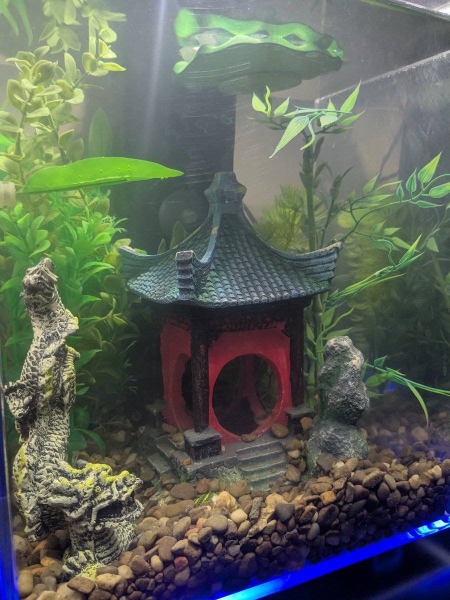 GleamyD's tweet image. Here's the girly's setup 🫧
It's a fluval aquarium. Her lily at the top functions to help break up the current from the filter.
Currently on light filtration because I'm medicating her fins (minor tears from the pet store)
She's hiding in the pic, so have a pic from the store.