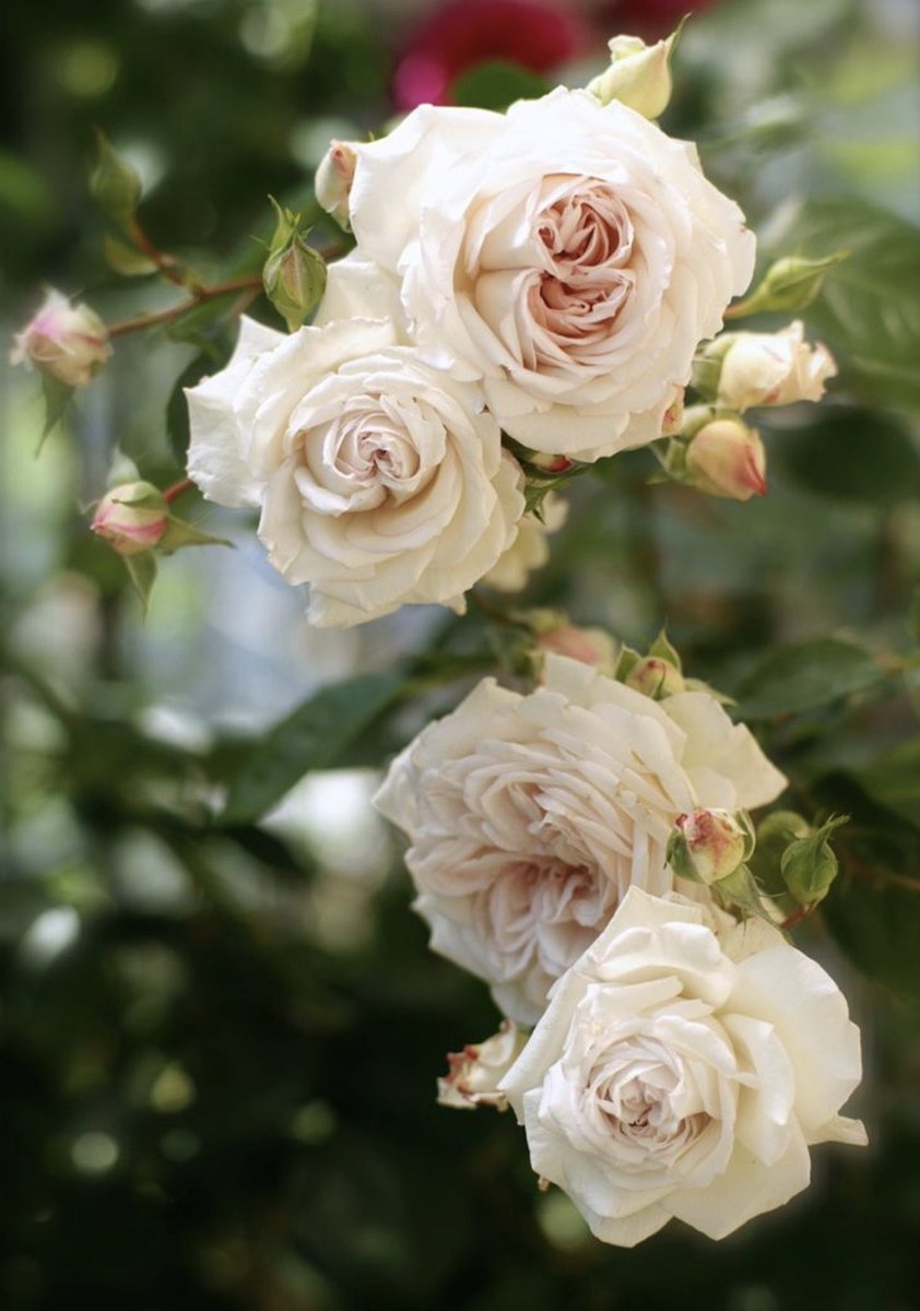Euralia7's tweet image. 