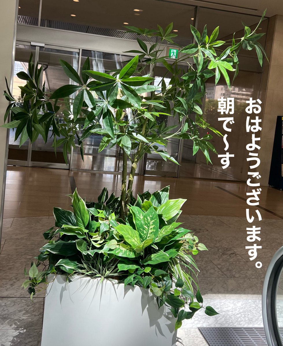 mimozaTokyo's tweet image. おはようございます。
お目覚めいかがでしょうか？
皆んなみ〜んなステキな日になりますように💕
今日も宜しくお願い致します。