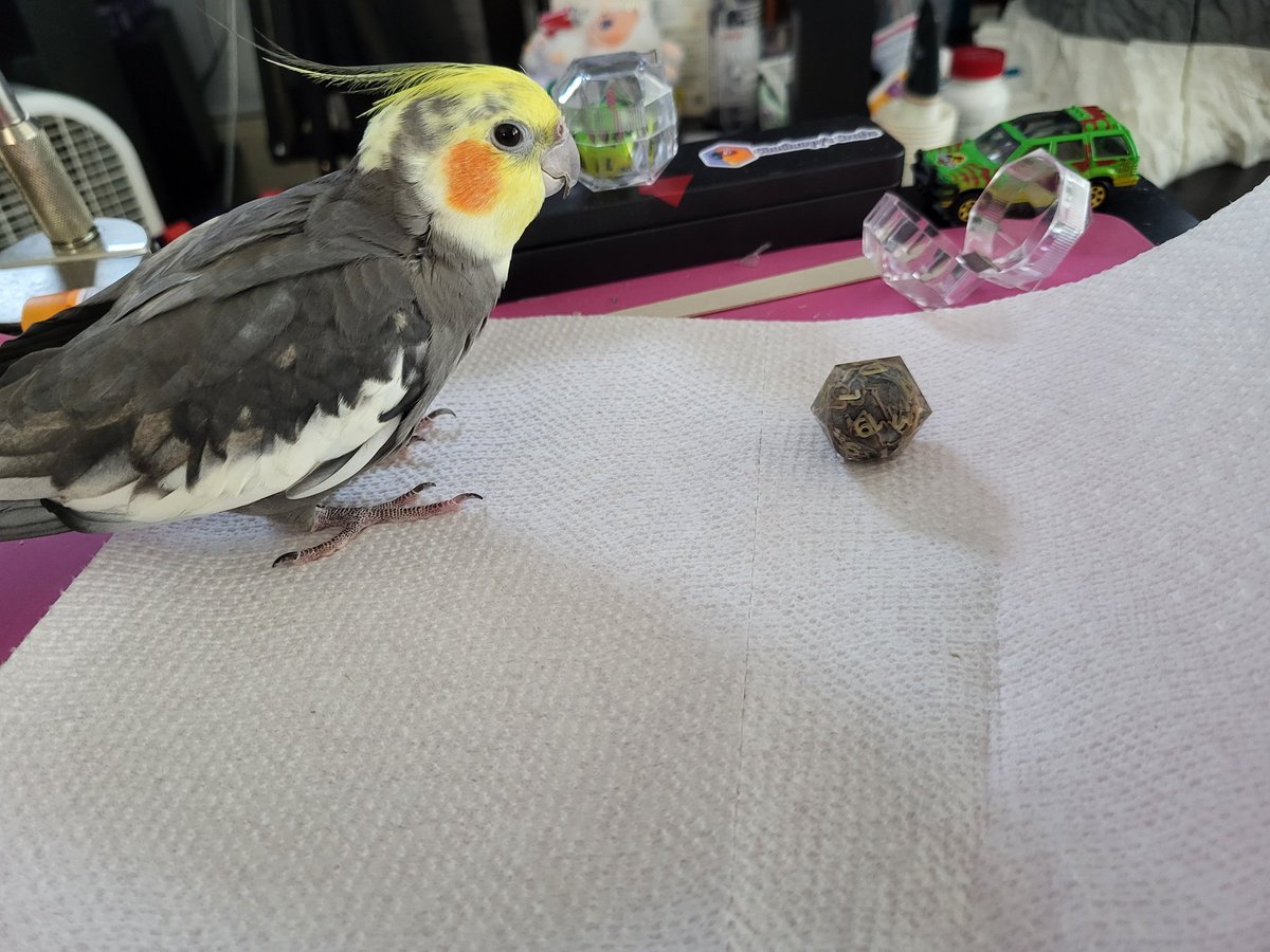 PepperNPals's tweet image. Pooka joins in on the tradition of birds inspecting dice