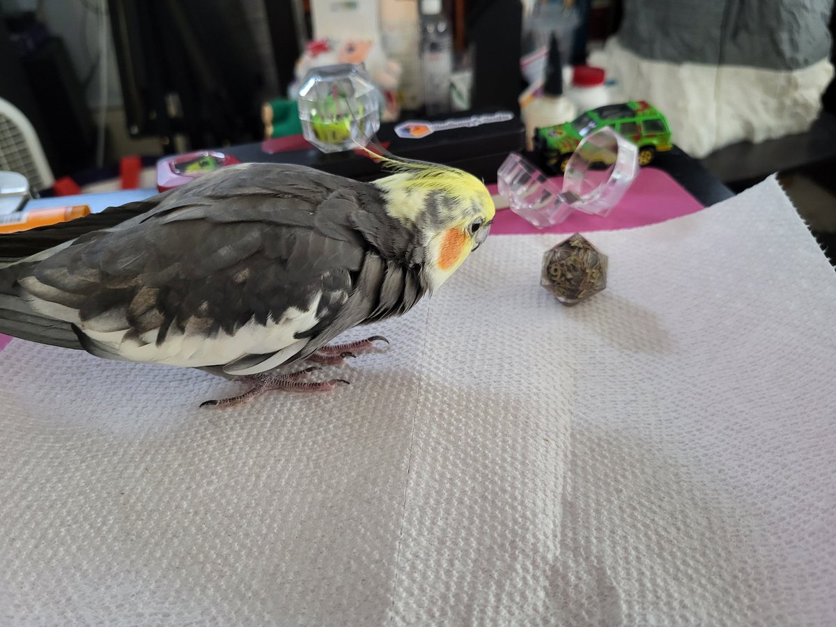 PepperNPals's tweet image. Pooka joins in on the tradition of birds inspecting dice