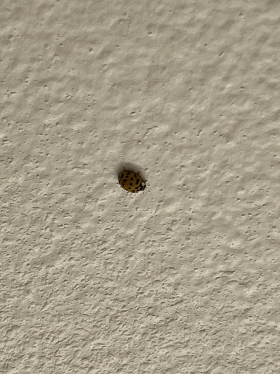 MagnetSwallower's tweet image. Oh shit oh fuck my bathrooms been bugged
Call your gmen off government spies
My poops are normal and not suspicious in anyway