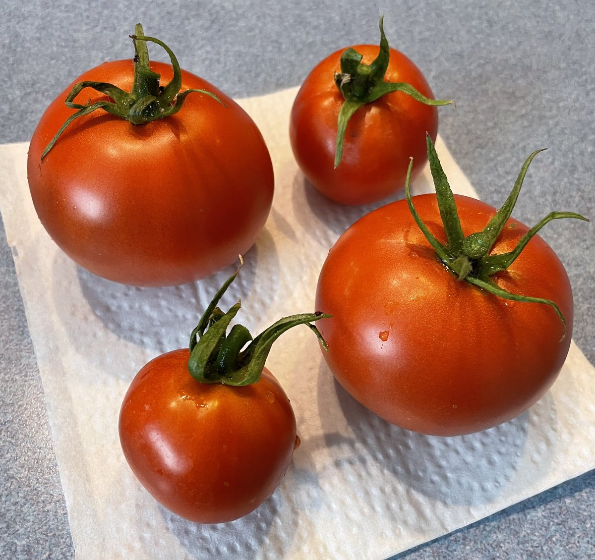 To those of you with green thumbs, this will be thoroughly unremarkable. But for me, never have I ever grown anything edible… until now!
