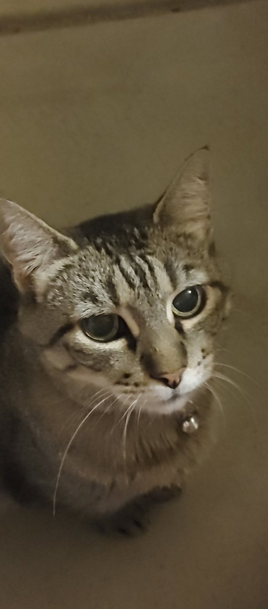 nee95_cola's tweet photo. @OWGrandma Hope everything goes well, Moira (calico) Shadow (tabby) wishes you a speedy recovery and lots of cuddles https://t.co/Ztfz5bUd88