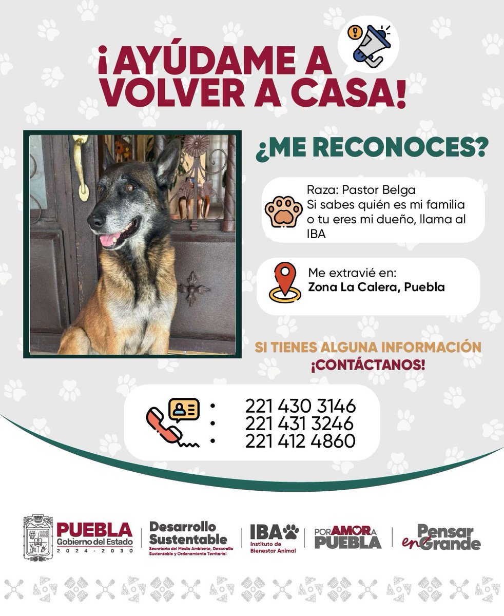 IBAGobPue's tweet image. 📢 ¡Buscamos a su familia!
Este peludito fue encontrado en Zona La Calera, Puebla, y vecinos solidarios lo resguardaron con cariño.
Ayúdanos a encontrar a sus tutores y reunirlos pronto.
¡Contáctanos!
#PorAmorAPuebla #PorAmorALosSeresSintientes