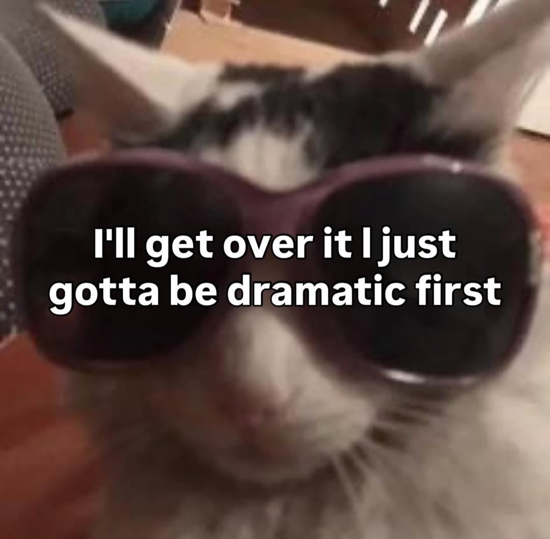 LiterallyMeCats tweet media