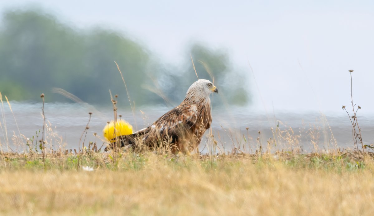 Three Red Kites at Bobbington today on the airfield including this one with a beautiful white head.