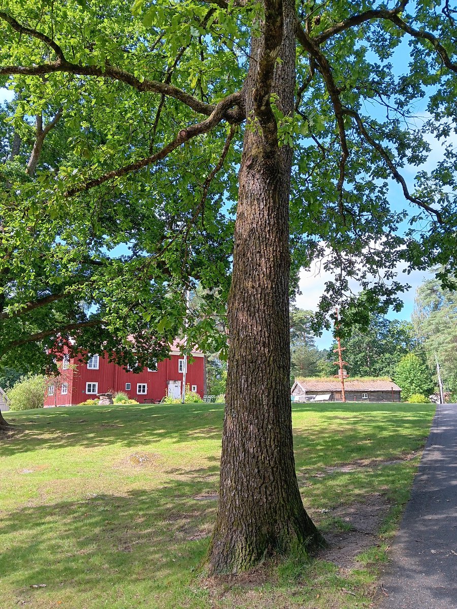 AnetteJonasson's tweet image. A walk in a lovely park today ☺️
Old houses and old trees, a perfect match 😉🌳☘️
#trees
#NatureBeauty