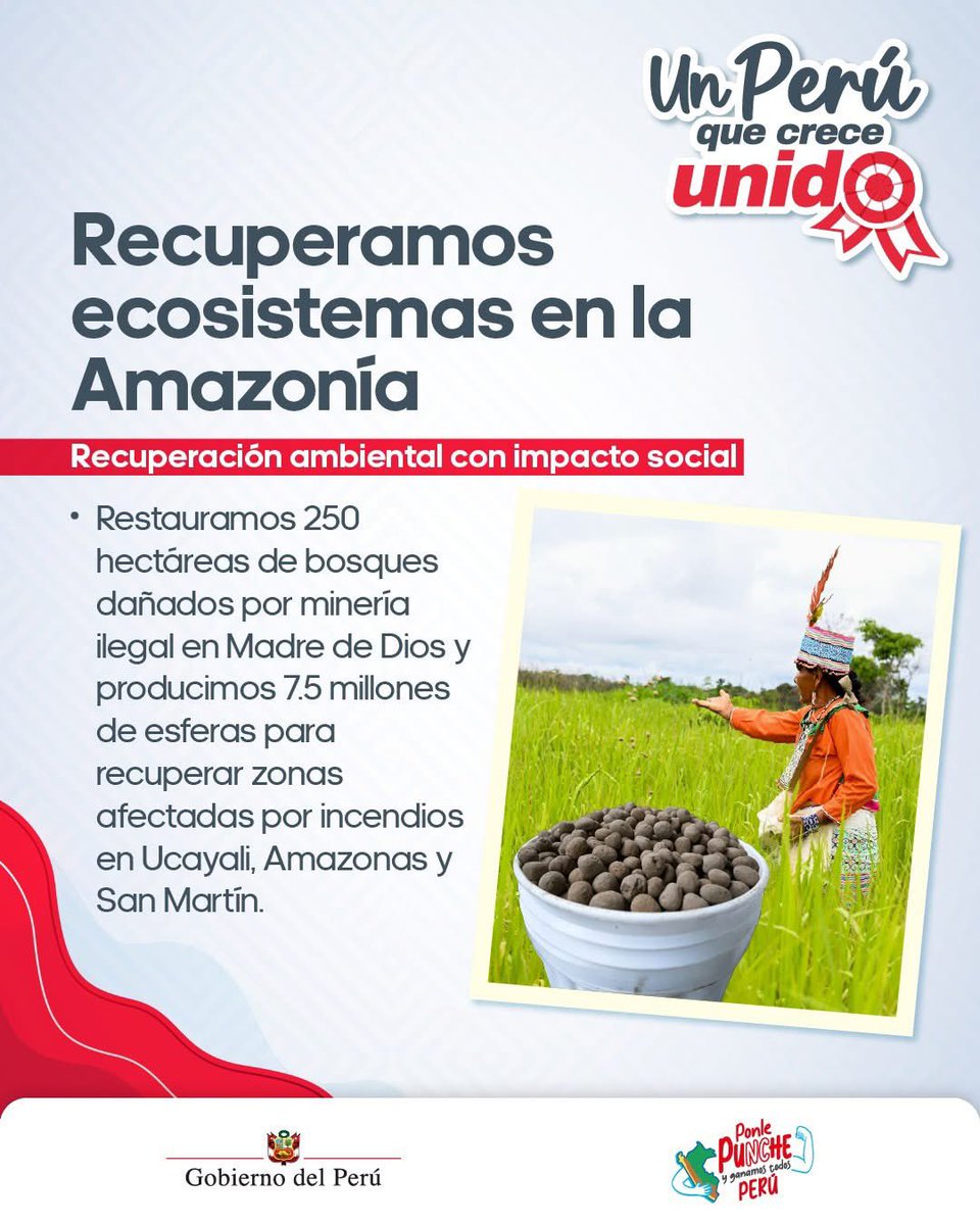 🤝🇵🇪 #UnPerúQueCreceUnido restaura vida 🌱 en la Amazonía. 🫵 Revertimos el daño ambiental con acciones concretas que recuperan bosques y protegen nuestro patrimonio natural. 🙌