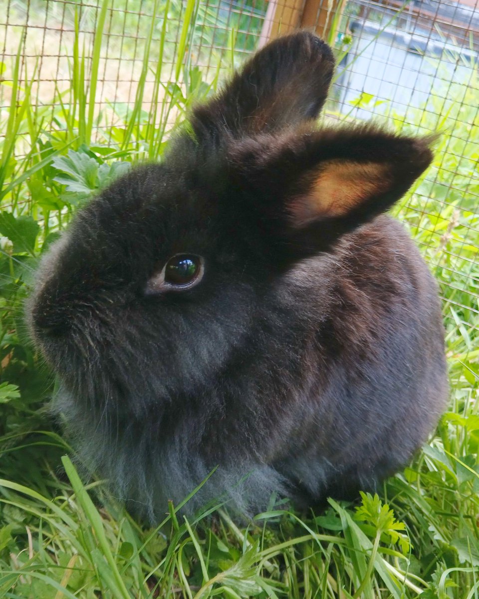 Have you space for this Galaxy? 💙

Galaxy is a sweet, spayed, vaccinated rabbit looking for a safe home with room to hop, enrichment, &amp; a bunny buddy. Loves dandelions &amp; getting used to cuddles!

🐰: ispca.ie/adoptions/gala…