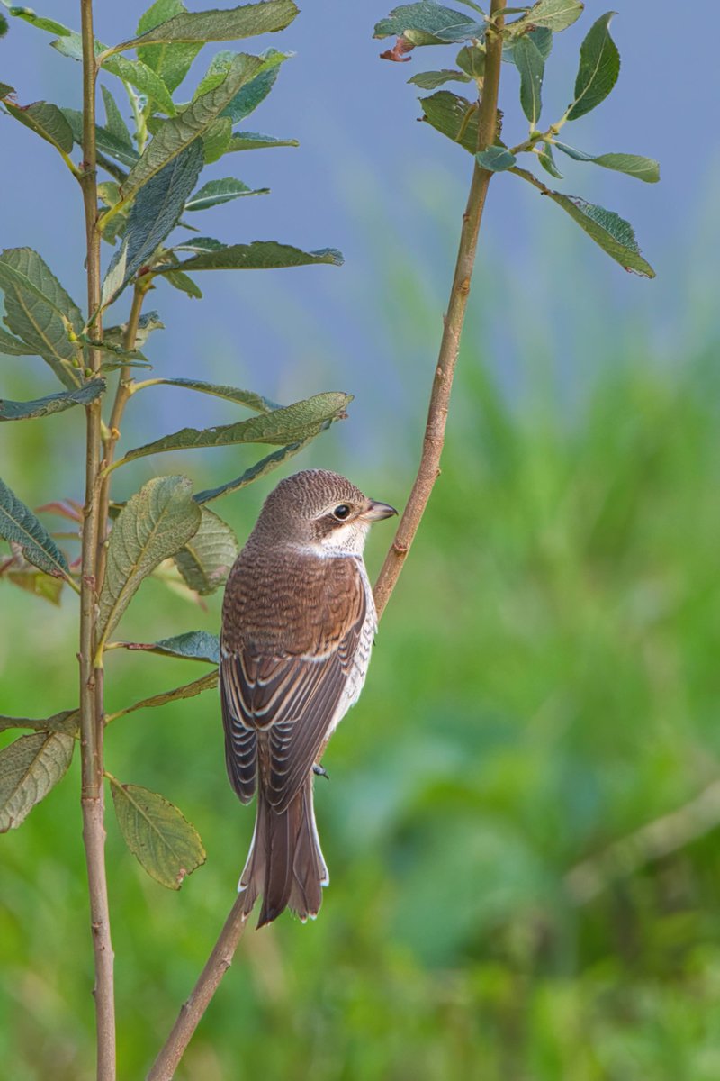BertKassing's tweet image. Toch nog maar eens een vogelfoto. Deze heb ik gemaakt in augustus 2023. Een Grauwe Klauwier.