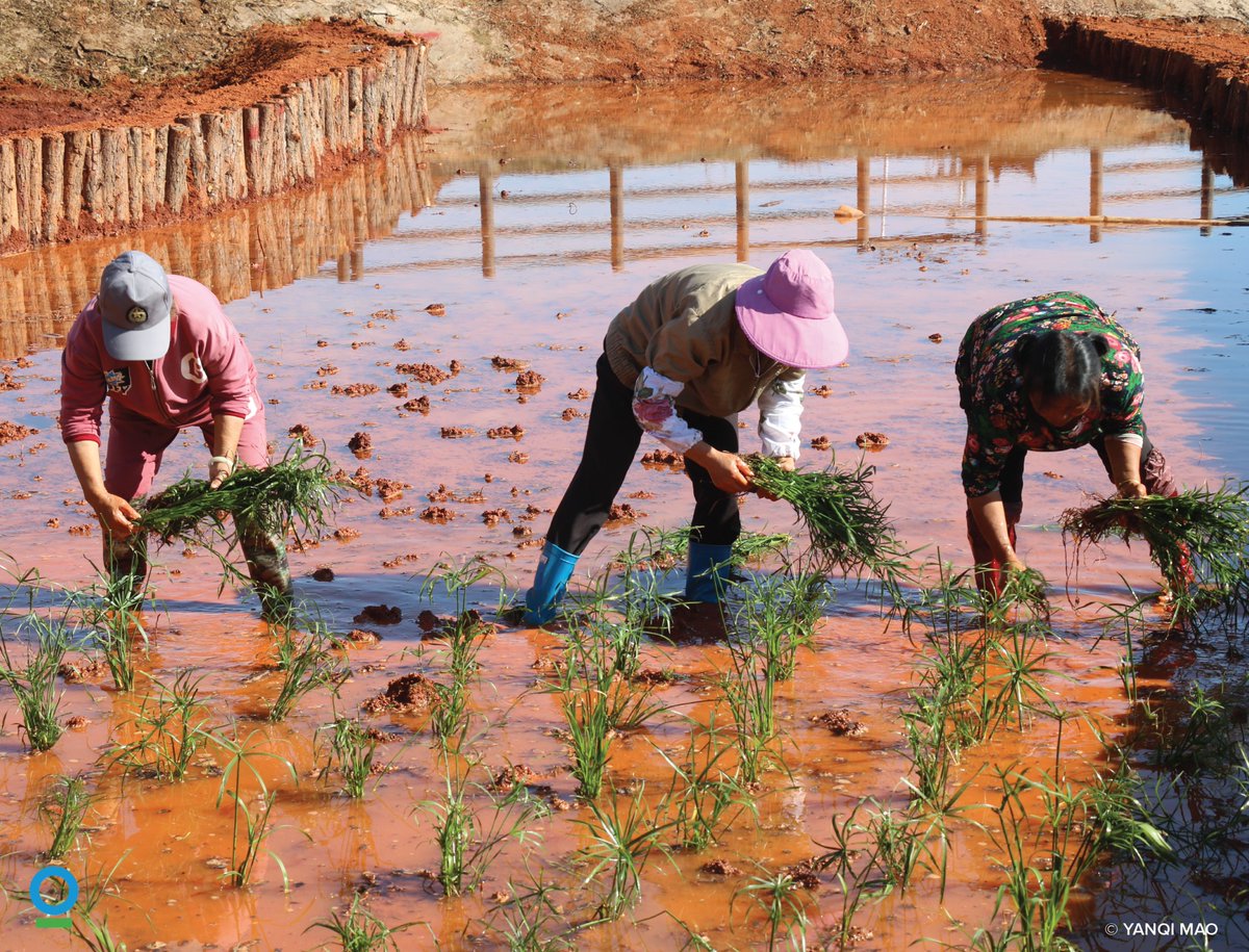 ConservationOrg's tweet image. In Sichuan’s Upper Yangtze River Basin, communities built artificial wetlands to treat wastewater — with support from @ConservationOrg.
After more than a decade of work, that nature-based solution is now thriving in 13 rural sites across China’s key watersheds. 💧