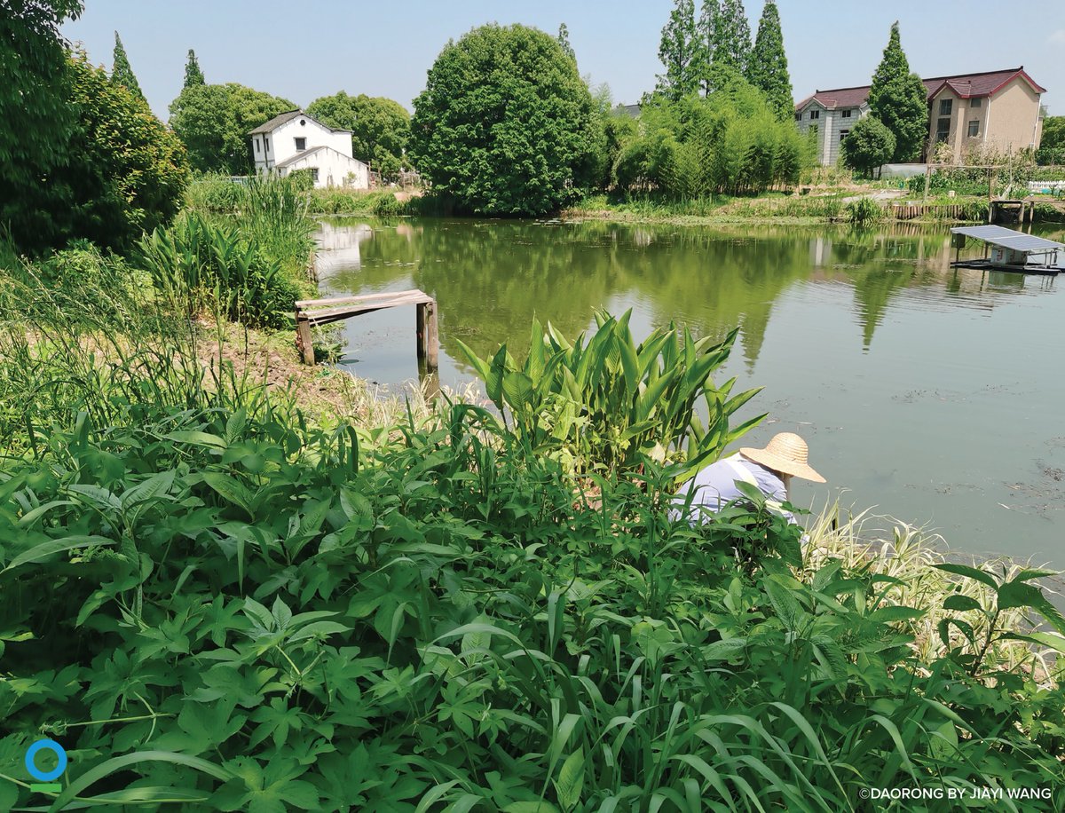ConservationOrg's tweet image. In Sichuan’s Upper Yangtze River Basin, communities built artificial wetlands to treat wastewater — with support from @ConservationOrg.
After more than a decade of work, that nature-based solution is now thriving in 13 rural sites across China’s key watersheds. 💧
