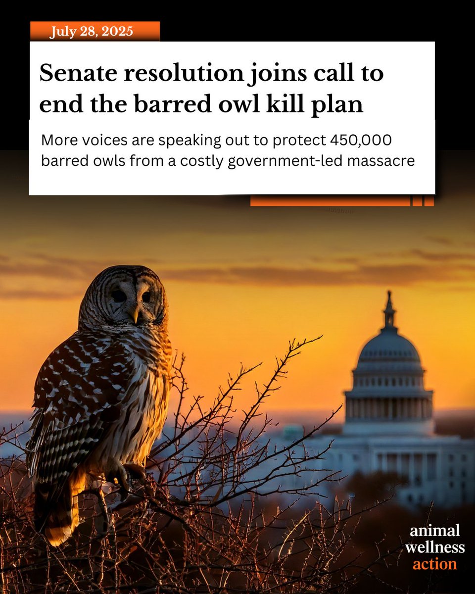 The Biden owl kill plan could cost up to $1.35 billion, a staggering $3,000 per bird. And there’s little evidence it will even work.

Tell your representative to say NO to the barred owl massacre!

act.animalwellnessaction.org/a/barredowls-f…