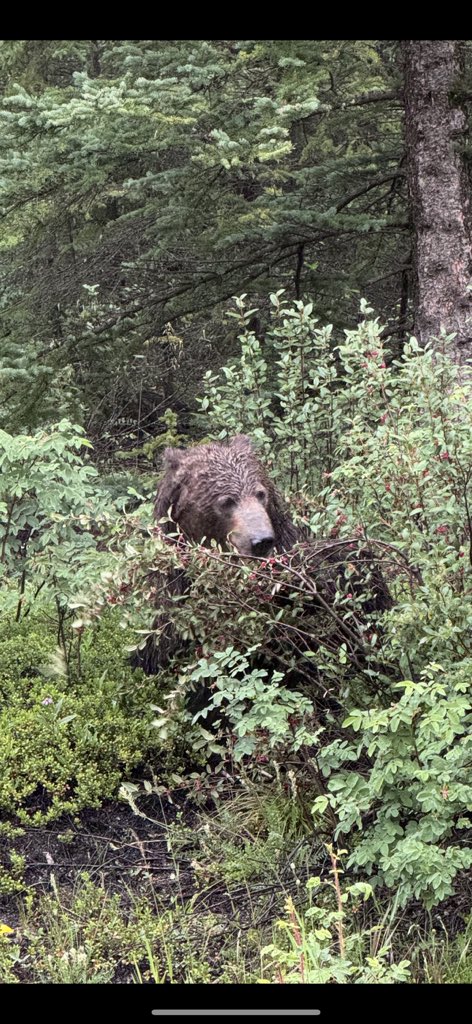 ellmoriv's tweet photo. @ParksCanada so lucky to spot our first grizzly 🐻 on day 2 of our trip to Banff. Casually walking along the Bow Valley PKY at 8am this morning! https://t.co/Ebn3ceCVdP