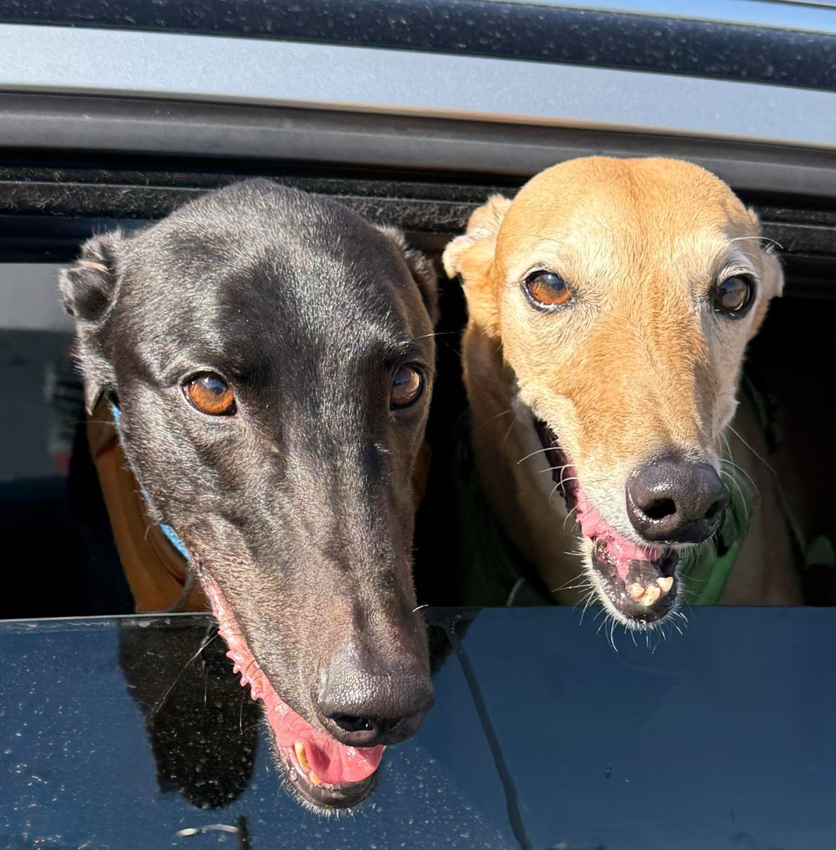 Congratulations to our new arrival, Bobby (left), on already finding his forever home with his foster family, including Greyhound Rua, in New Mexico and completing his adoption in record time. He will now be known as Noche.  #Greyhounds #AdoptionDay