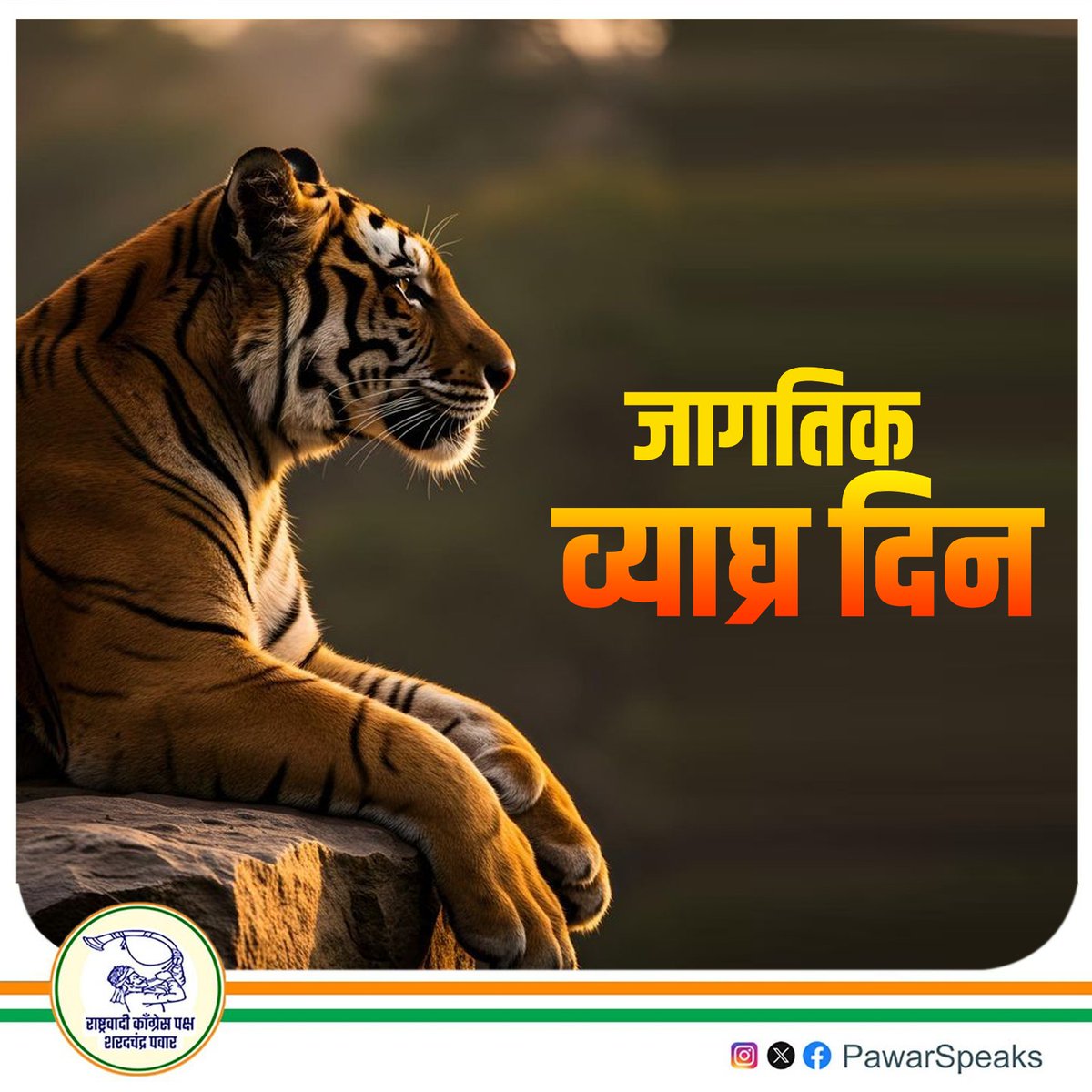 PawarSpeaks's tweet image. अन्नसाखळी असो किंवा जैवविविधता.. वाघासारख्या उमद्या जनावराचं अस्तित्व अनेक अंगाने उपयुक्त आहे. आजच्या घडीला जंगलात वाघ पाहणं ही एक पर्वणीच आहे. त्यामुळे व्याघ्र गणना वाढण्यासाठी, त्यांच्या संवर्धनासाठी सदैव प्रयत्नशील राहूया !