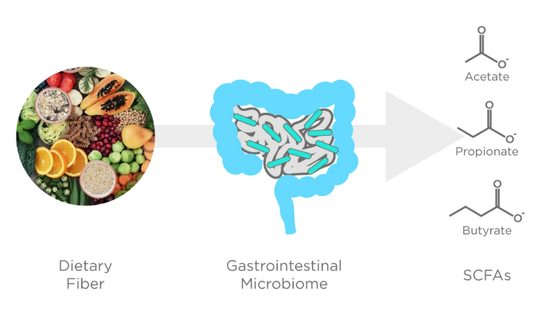 KristenJakobitz's tweet photo. Gut bacteria produce beneficial short-chain fatty acids (#SCFAs) like butyrate when they ferment fiber. These SCFAs act as powerful messengers, influencing hormone receptors and reducing #inflammation. 

Why it matters: SCFAs improve insulin sensitivity, strengthen the gut lining, and have widespread positive effects on metabolic and hormonal health. 

#GutHealth #HormoneHealth