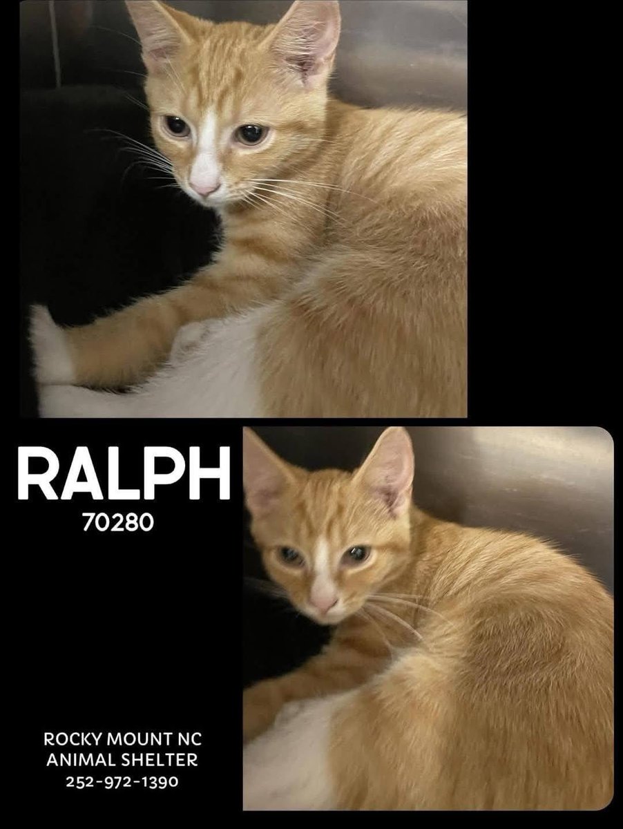 RGENT – Rocky Mount NC Shelter OUR CATS NEED YOU 🚨
We’re doing everything we can to get these cats safe and into loving homes — but we can’t do it alone.