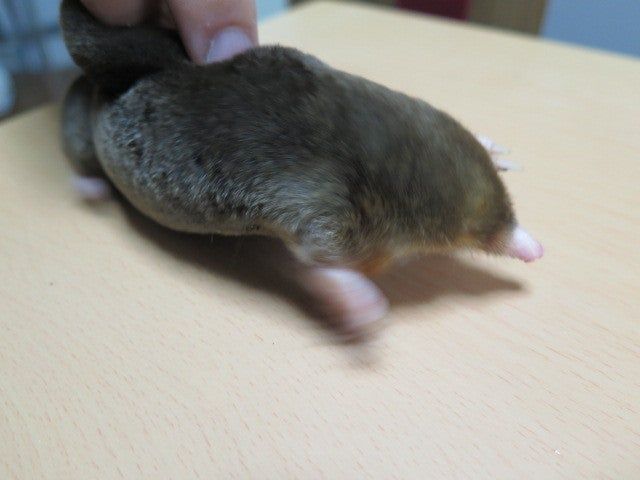 mysti_mole's tweet image. why aren&apos;t i moving morning