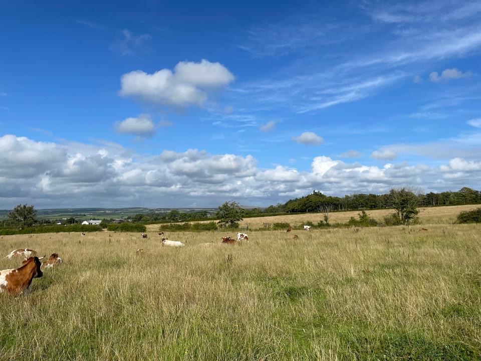 FARMING LOOKS MIGHTY EASY when you’re a thousand miles from the cornfield, and your plough is a pencil”
— President Dwight D. Eisenhower

This week, the Farmers Guardian reported that another 150 farms disappeared in the UK.

That’s 150 mums and dads, Sons and daughters, Dogs in