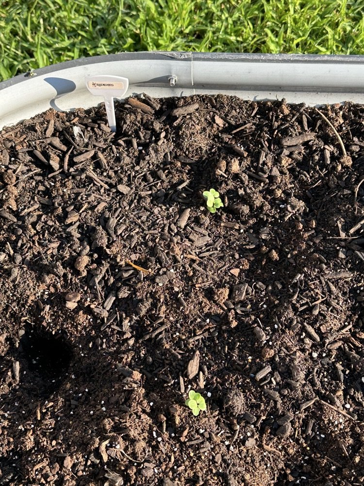 Last week students cleared out the snow peas and snap peas raised bed planter and planted carrots, radishes, kale, and zucchini seeds. They have sprouts! Students were so excited to find radish and zucchini sprouts! 🌱
