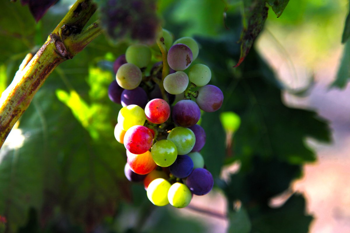Maria Rosa Ferré 🌸 (@mariarosaferre) on Twitter photo Amb el verol, les vinyes s'omplen de color, es transformen i maduren.
Foto del Penedès <a href="/MariaRosaFerre/">Maria Rosa Ferré 🌸</a> Amb el verol, les vinyes s'omplen de color, es transformen i maduren.
Foto del Penedès <a href="/MariaRosaFerre/">Maria Rosa Ferré 🌸</a>
