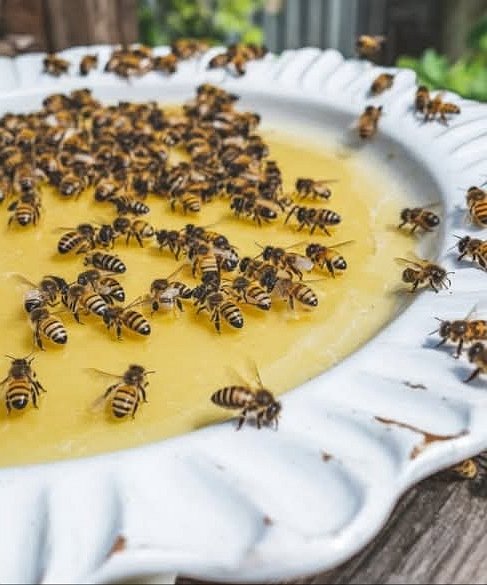 🐝 L’été, les abeilles ont soif… et faim. Un simple geste peut tout changer. 🌸🍏

Quand la chaleur s’installe, les fleurs se raréfient, les points d’eau s’assèchent… et les abeilles luttent pour survivre.

Beaucoup se noient en cherchant à boire dans des piscines ou des