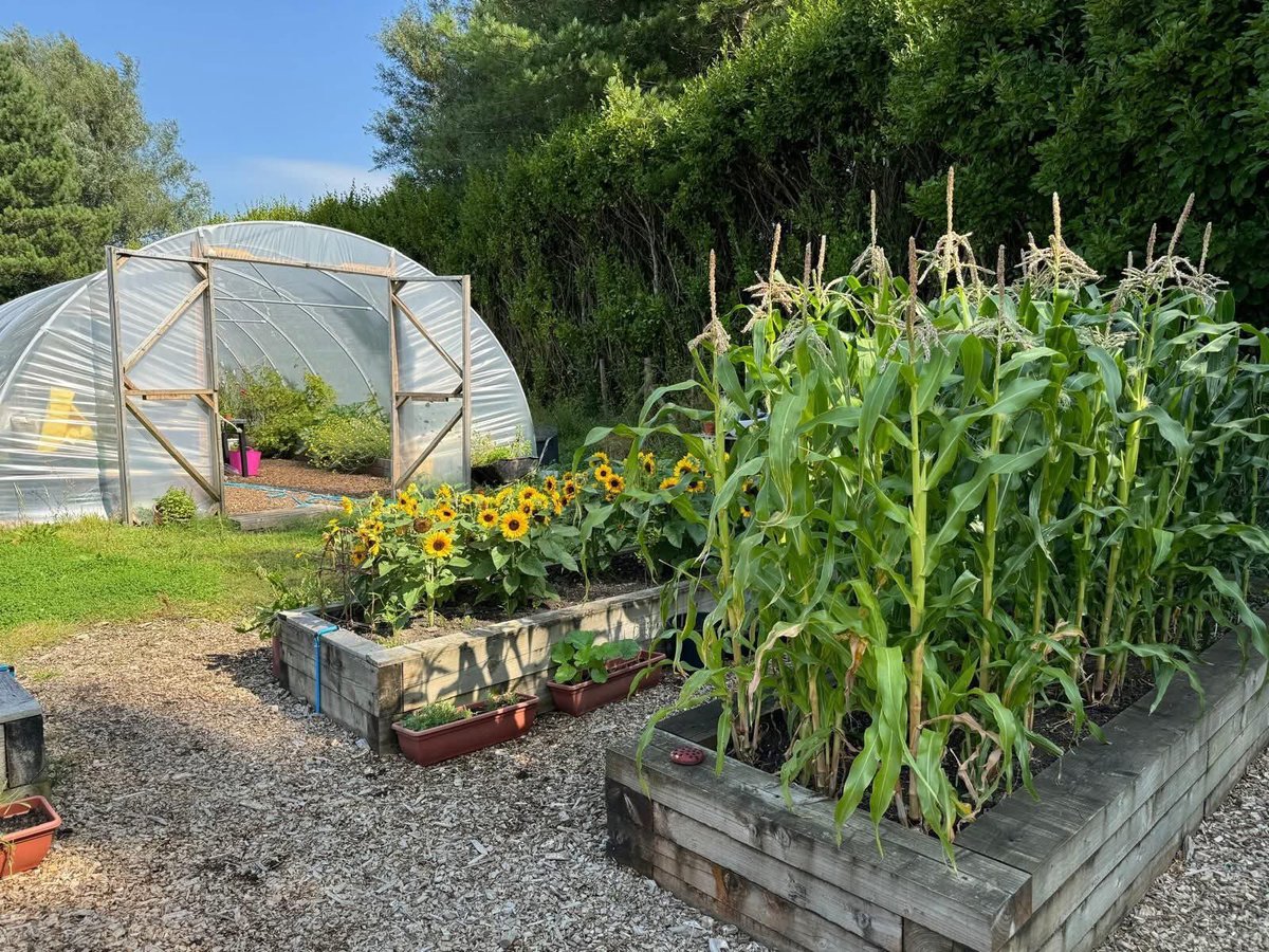Sean Rees (@seanllanelli) on Twitter photo Congratulations to <a href="/FootholdCymru/">Foothold Cymru</a> community garden in Machynys, Llanelli who have achieved the Green Flag Community Award 2025. 🌳 🎉
#Glanymor #Llanelli Congratulations to <a href="/FootholdCymru/">Foothold Cymru</a> community garden in Machynys, Llanelli who have achieved the Green Flag Community Award 2025. 🌳 🎉
#Glanymor #Llanelli