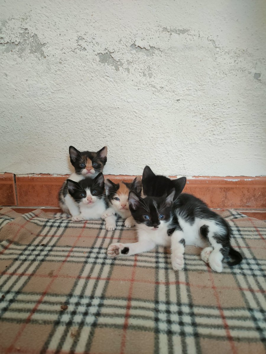 estos chiquitines buscan una familia que los quiera mucho 🥺 tienen algo mas de dos meses, estan sanos y comen solitos. 
son cariñosos y muy juguetones. 💘💘

ayudadnos a buscarle un hogar 🥺