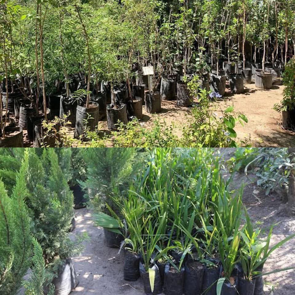 Dr_FranzEsp's tweet image. El Vívero Municipal está regalando a los leoneses ÁRBOLES y PLANTAS para que los planten donde quieran.
Necesitas una copia de identificación oficial, comprobante de domicilio, teléfono y correo electrónico, fotos y ubicación donde lo van a plantar y listo.